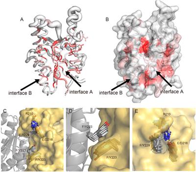 Structure features of Streptococcus pneumoniae FabG and virtual screening of allosteric inhibitors